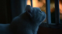 Miért fut a macskák éjjel a lakásban?